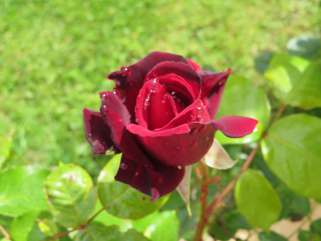 Tuinbenodigdheden Verkoop 2024 10 Tuinbenodigdheden Verkoop 2024 -Tuinbenodigdheden Verkoop 2024 47957093542 a4bcc0c43c b