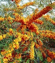 Duindoornbes 'Orange Energy® ' 3 Duindoornbes 'Orange Energy® '