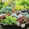 Winterharde Sedum Mix -Tuinbenodigdheden Verkoop 2024 8901070815262