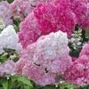 Tuinhortensia 'Vanille Fraise®' 1 Tuinhortensia 'Vanille Fraise®' -Tuinbenodigdheden Verkoop 2024 8901090672670