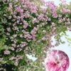 Ramblerroos 'Paul's Himalayan Musk Rambler