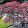 Japanse Esdoorn 'Burgund' 2 Japanse Esdoorn 'Burgund' -Tuinbenodigdheden Verkoop 2024 8901128290334