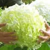 Tuinhortensia 'Incrediball®' -Tuinbenodigdheden Verkoop 2024 8901129273374