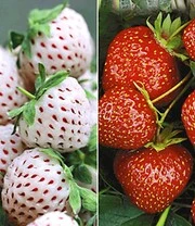 Tuinbenodigdheden Verkoop 2024 40 Aardbeien Rariteiten Collectie 'Sengana Selektion® & Natural White'