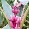 Roze Dwergbanaan 1 Roze Dwergbanaan -Tuinbenodigdheden Verkoop 2024 8901187403806