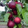 'Cherrykose®' -Tuinbenodigdheden Verkoop 2024 8901191598110