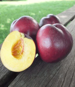 Zuilnectarine 'Licecol®' 7 Zuilnectarine 'Licecol®' -Tuinbenodigdheden Verkoop 2024 8901198741534