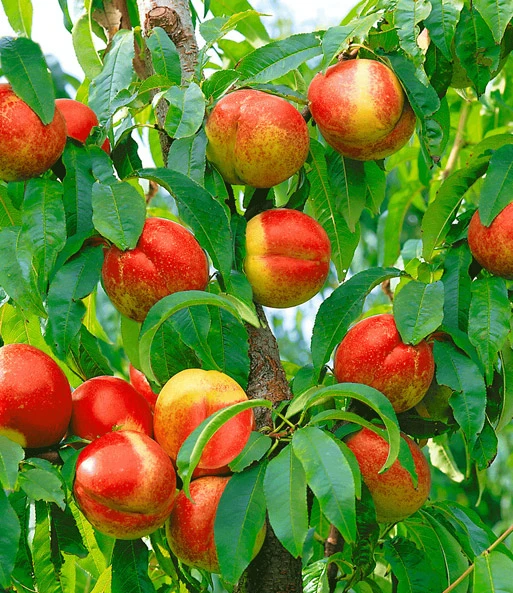 Zuilnectarine 'Licecol®' 4 Zuilnectarine 'Licecol®' - Afbeelding 2