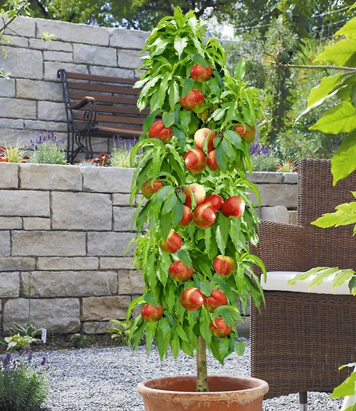 Zuilnectarine 'Licecol®' 3 Zuilnectarine 'Licecol®'