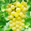 Tafeldruif 'New York®' -Tuinbenodigdheden Verkoop 2024 8901202608158