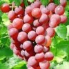 Tafeldruif 'Vanessa®' 1 Tafeldruif 'Vanessa®' -Tuinbenodigdheden Verkoop 2024 8901202870302