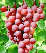 Tafeldruif 'Vanessa®'