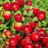 Cranberry 1 Cranberry -Tuinbenodigdheden Verkoop 2024 8901205229598