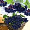Zwarte Appelbes 'Aronia Viking' -Tuinbenodigdheden Verkoop 2024 8901205590046