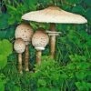 Eetbare Paddestoel 'Parasol' 2 Eetbare Paddestoel 'Parasol' -Tuinbenodigdheden Verkoop 2024 8901208145950
