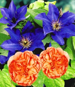 Set Clematis 'The President' & Klimroos 'Papi Delbard®'