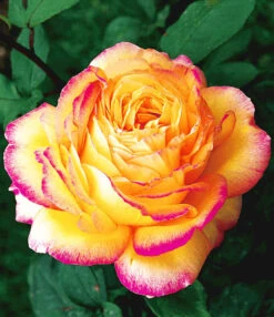 Collectie 'Parfumrozen' 11 Collectie 'Parfumrozen' -Tuinbenodigdheden Verkoop 2024 8901302714398