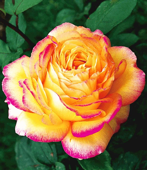 Collectie 'Parfumrozen' 7 Collectie 'Parfumrozen' - Afbeelding 5