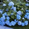 Boerenhortensia 'Générale Vicomtesse De Vibraye®' -Tuinbenodigdheden Verkoop 2024 8901409374238