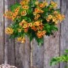 Campsis Stammetje 'Indian Summer®',1 Plant -Tuinbenodigdheden Verkoop 2024 8901495160862