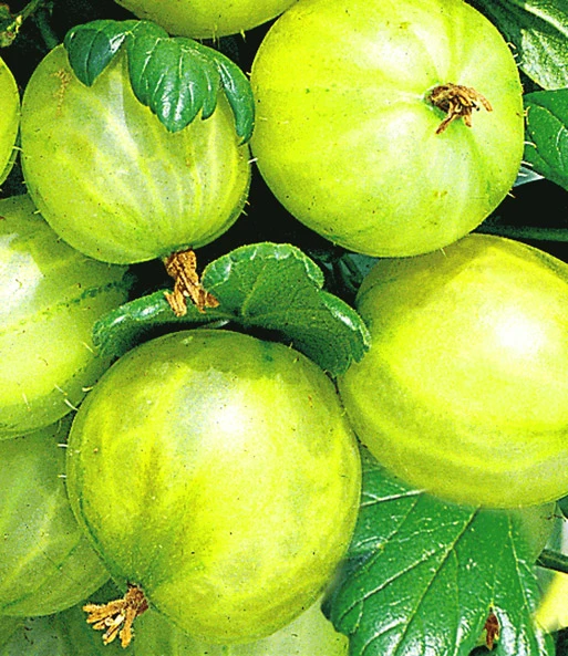 Kruisbesstammetje 'Gele Invicta®' 3 Kruisbesstammetje 'Gele Invicta®'