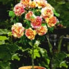 Rozenstam 'Claude Monet®' -Tuinbenodigdheden Verkoop 2024 8901545263134