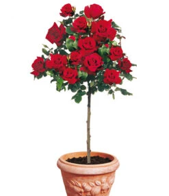 Rozenstam 'Le Rouge Et Le Noir®'