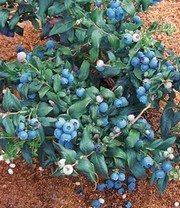 Bosbessen Collectie Voor Een Voordeelprijs 5 Bosbessen Collectie Voor Een Voordeelprijs - Afbeelding 3