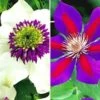 Clematis Rariteiten Collectie Voor Een Voordeelprijs -Tuinbenodigdheden Verkoop 2024 8901660704798