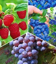 Bessen Collectie 'bosbessen, Frambozen, Druiven' Voor Een Voordeelprijs