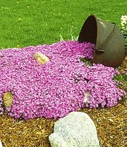 Bodembedekker Collectie 'roze En Blauw' 4 Bodembedekker Collectie 'roze En Blauw' - Afbeelding 3