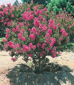 Bloeiende Struiken Collectie -Tuinbenodigdheden Verkoop 2024 8902124732446