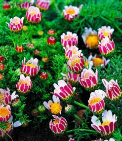 Bloeiende Bodembedekker Collectie 7 Bloeiende Bodembedekker Collectie -Tuinbenodigdheden Verkoop 2024 8902125453342