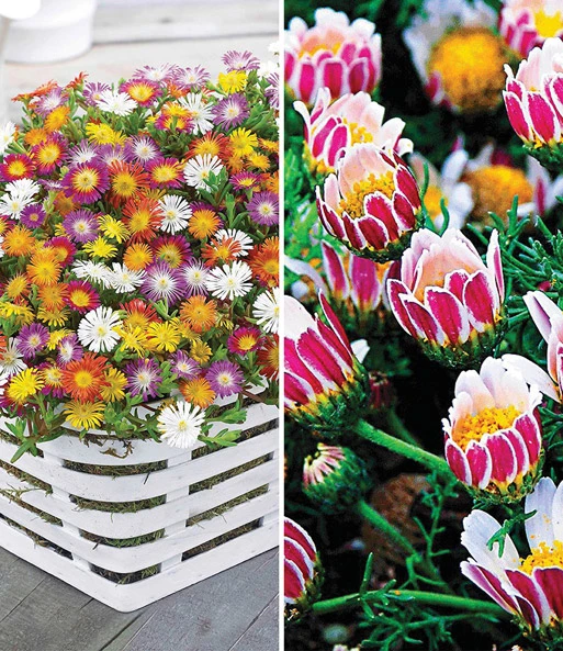 Bloeiende Bodembedekker Collectie 3 Bloeiende Bodembedekker Collectie