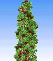 Zuilbessen Collectie 5 Zuilbessen Collectie - Afbeelding 3