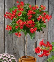 Campsis Stammetje 'Fire Trumpet Vine®',1 Plant
