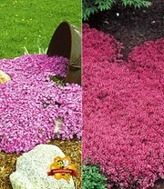 Bodembedekker Collectie 'roze En Rood'