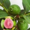 Echte Guave 1 Echte Guave -Tuinbenodigdheden Verkoop 2024 8902221561886