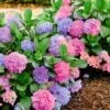Hortensia 'L.A. Dreamin®' 2 Hortensia 'L.A. Dreamin®' -Tuinbenodigdheden Verkoop 2024 8902294470686