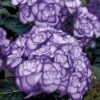 Hortensia 'Miss Saori Blue®' 2 Hortensia 'Miss Saori Blue®' -Tuinbenodigdheden Verkoop 2024 8902295748638