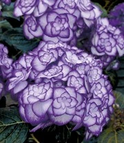 Hortensia 'Miss Saori Blue®'