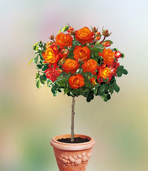 Rozenstam 'France Libre®' 3 Rozenstam 'France Libre®'