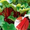 Doordragende Rabarber 'Livingstone' -Tuinbenodigdheden Verkoop 2024 8902337527838