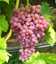 Pitloze Tafeldruif 'Kischmisch Rosé' 3 Pitloze Tafeldruif 'Kischmisch Rosé'