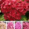 Vijf Kleuren Hortensia 'Together®' 1 Vijf Kleuren Hortensia 'Together®' -Tuinbenodigdheden Verkoop 2024 8910729936926