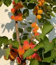 Zuilabrikoos 'Armi-Col®' 6 Zuilabrikoos 'Armi-Col®' - Afbeelding 4