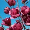 Magnolia 'Genie® ' -Tuinbenodigdheden Verkoop 2024 8933384683550