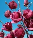 Tuinbenodigdheden Verkoop 2024 15 Magnolia 'Genie® '