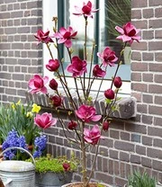 Magnolia 'Genie® ' 5 Magnolia 'Genie® ' - Afbeelding 3