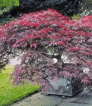 Japanse Esdoorn Collectie 5 Japanse Esdoorn Collectie - Afbeelding 3